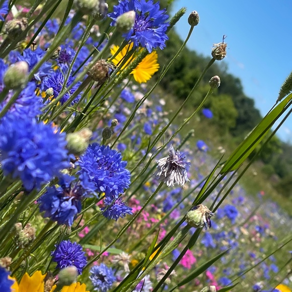 Meet your Posher, Cassandra - Picture 2 of 4